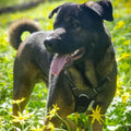 PawSafe No-Pull Dog Harness